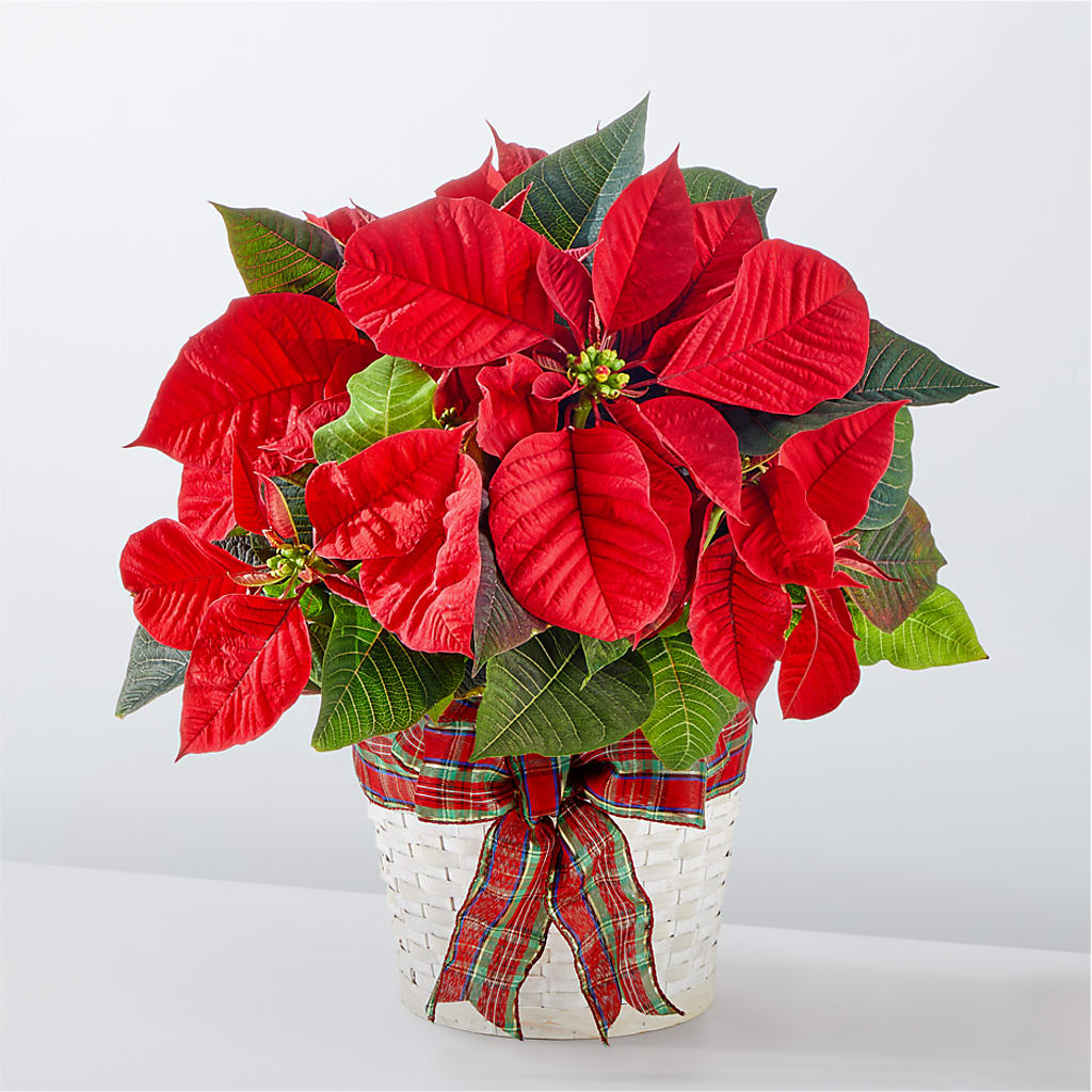 Happiest Holidays Poinsettia – Alex Floral, Stockton CA