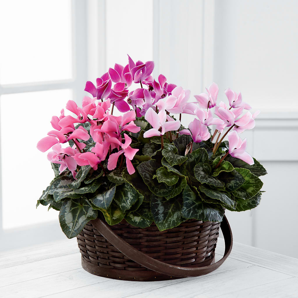 Mixed Cyclamen Planter – Alex Floral, Stockton CA