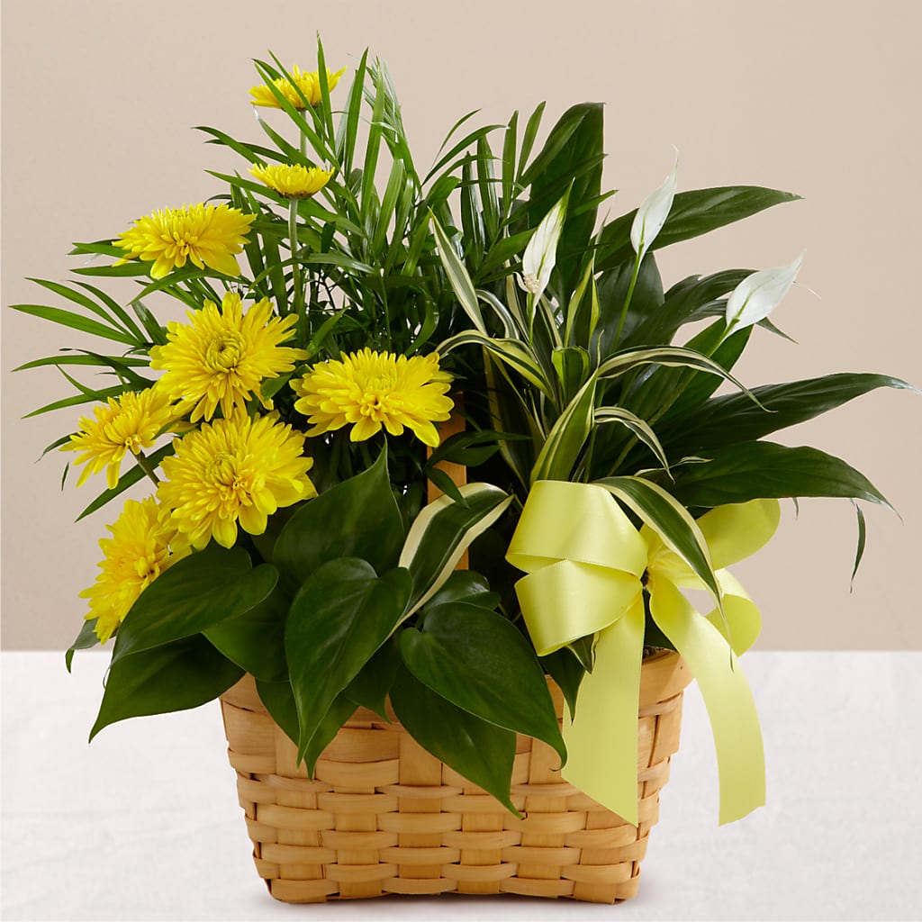 Loving Light Dishgarden – Alex Floral, Stockton CA