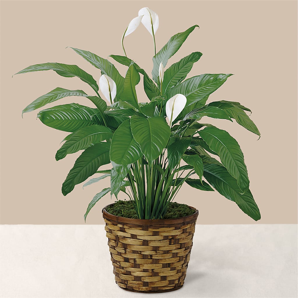 Tranquil Moments Peace Lily Plant – Alex Floral, Stockton CA