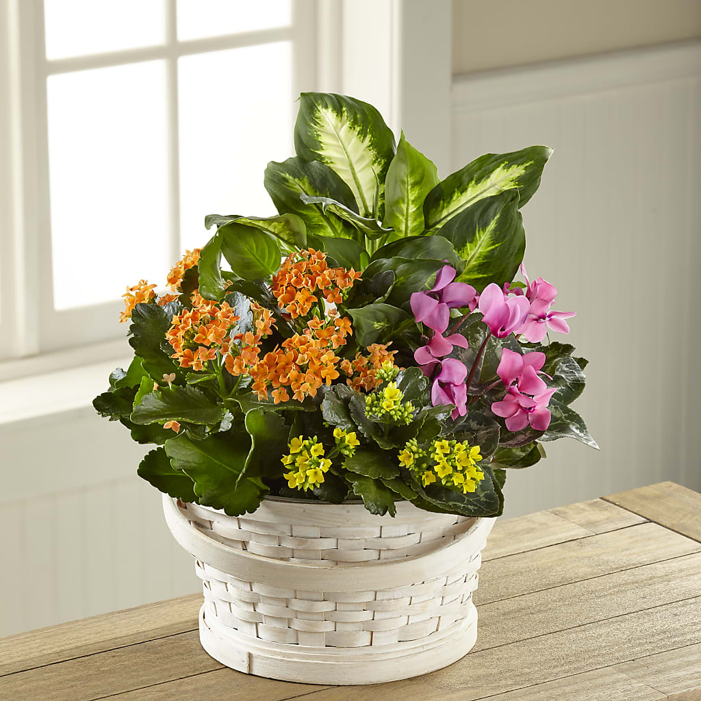 Color Crush Dishgarden – Alex Floral, Stockton CA