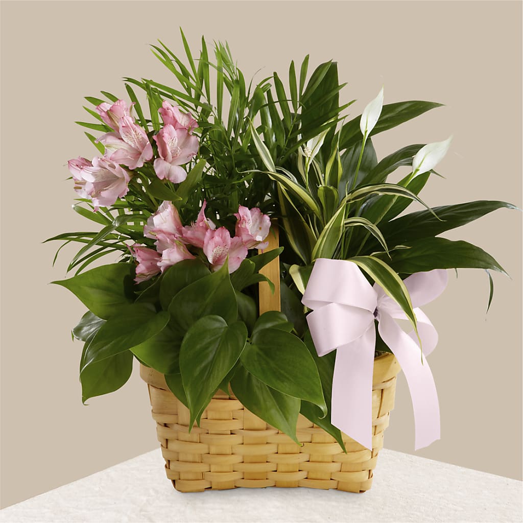 Living Spirit Dishgarden – Alex Floral, Stockton CA