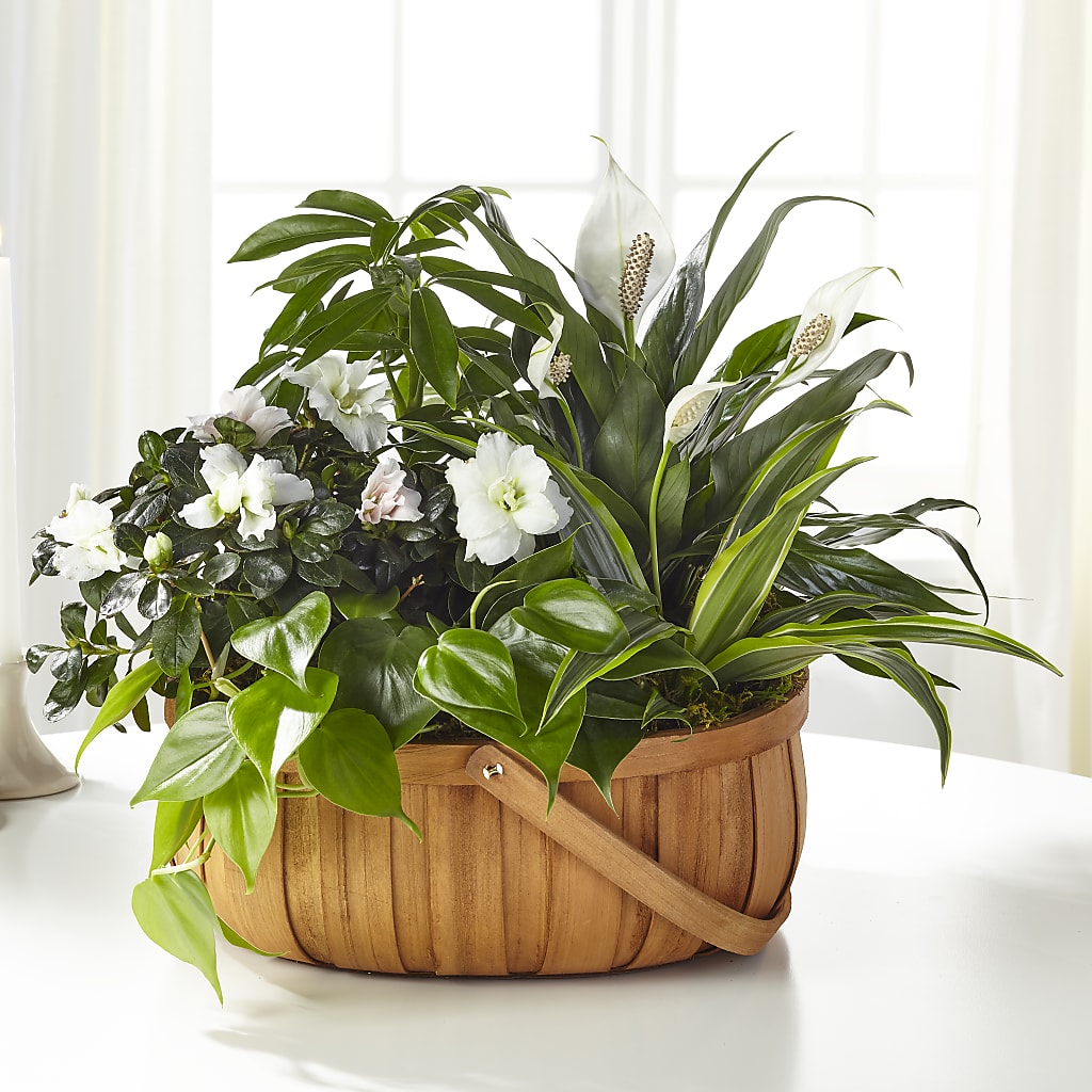 Serene Dishgarden – Alex Floral, Stockton CA