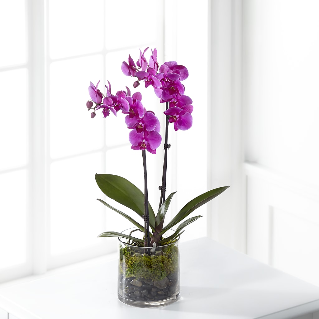 Pink Orchid Plant – Alex Floral, Stockton CA