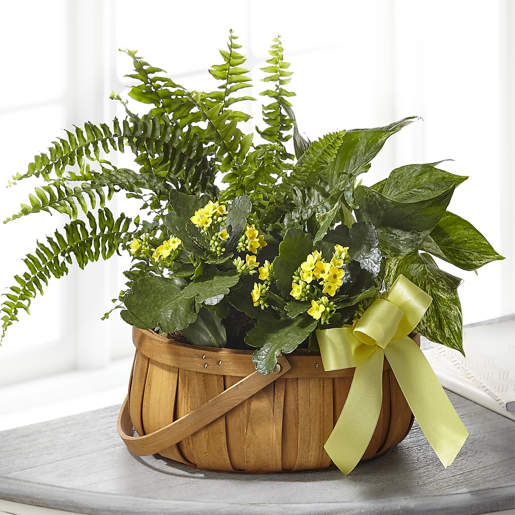 Always Dear Dishgarden – Alex Floral, Stockton CA