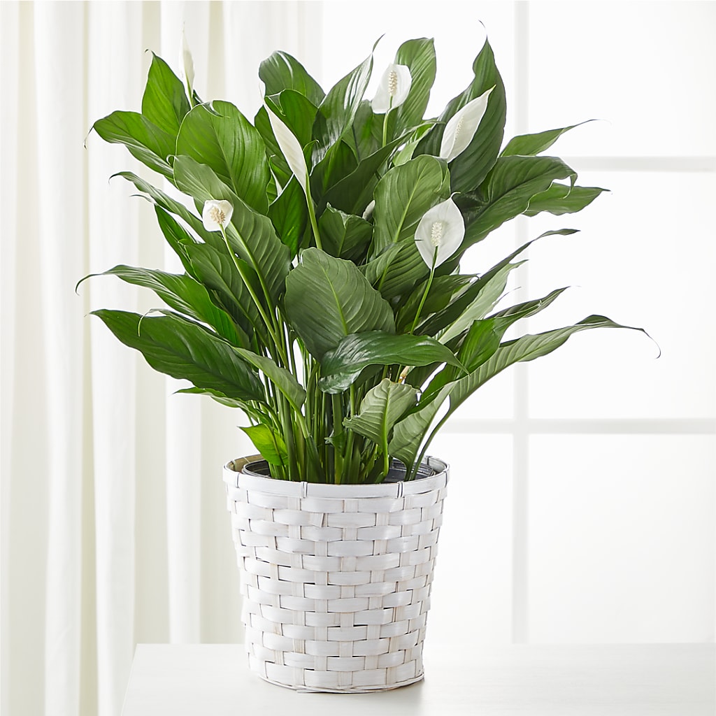 A New Leaf Peace Lily – Alex Floral, Stockton CA