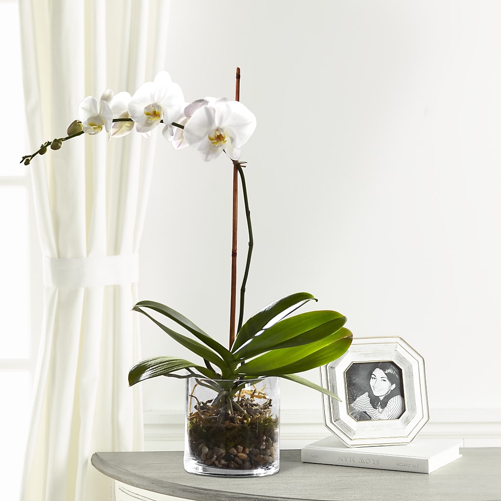 White Orchid Planter – Alex Floral, Stockton CA