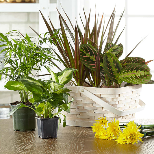 Florist Designed Blooming and Green Plants in a Basket –  Alex Floral, Stockton CA