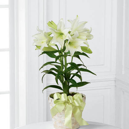 Easter Lily Plant –  Alex Floral, Stockton CA
