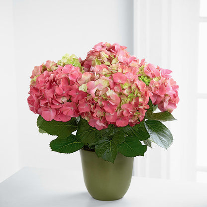 Pink Hydrangea Planter –  Alex Floral, Stockton CA