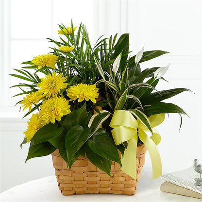 Loving Light Dishgarden –  Alex Floral, Stockton CA