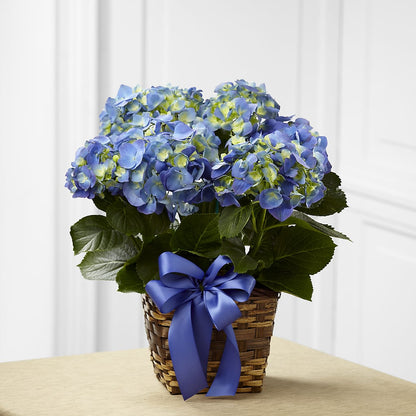 Blue Hydrangea Planter –  Alex Floral, Stockton CA