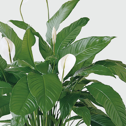 Tranquil Moments Peace Lily Plant –  Alex Floral, Stockton CA