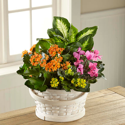 Color Crush Dishgarden –  Alex Floral, Stockton CA