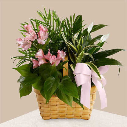 Living Spirit Dishgarden –  Alex Floral, Stockton CA