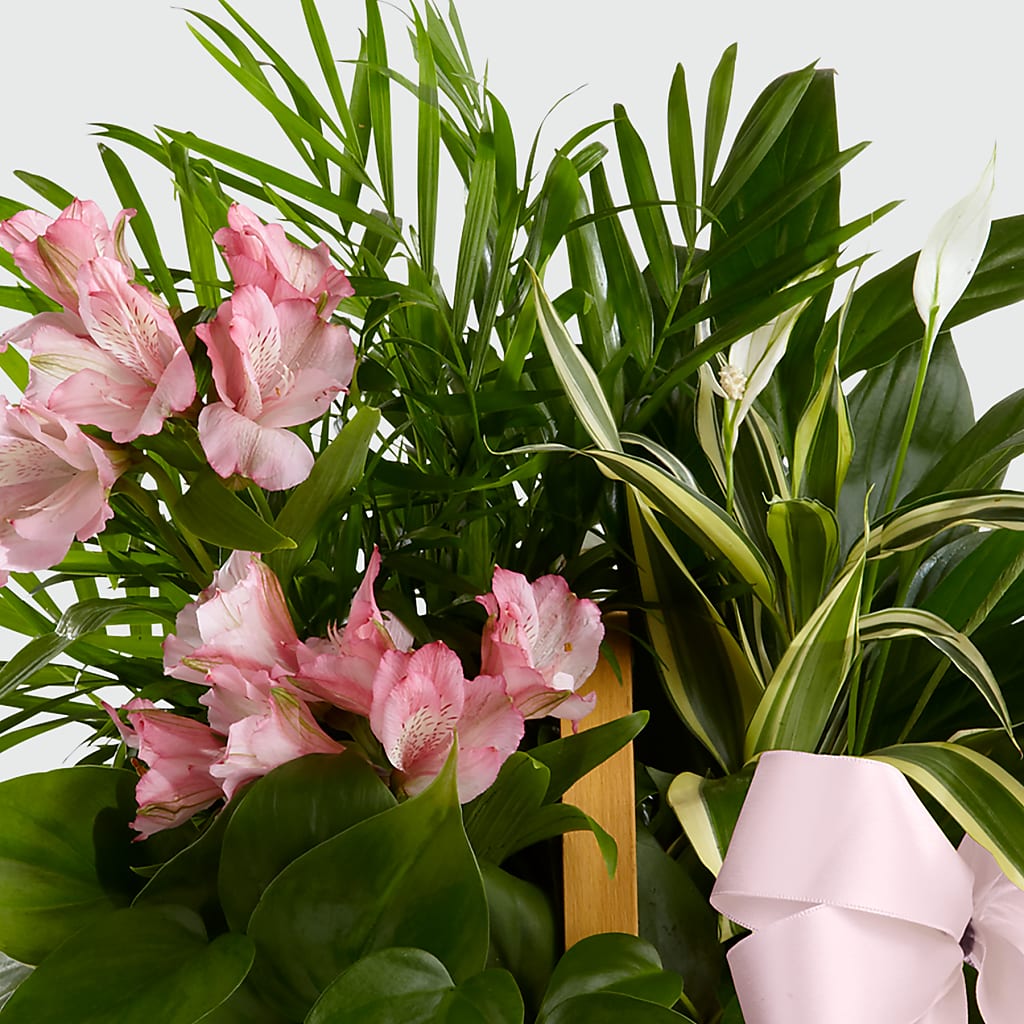 Living Spirit Dishgarden –  Alex Floral, Stockton CA