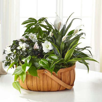 Serene Dishgarden –  Alex Floral, Stockton CA