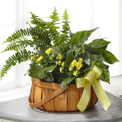 Always Dear Dishgarden –  Alex Floral, Stockton CA
