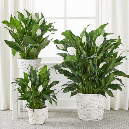 A New Leaf Peace Lily –  Alex Floral, Stockton CA