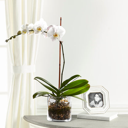 White Orchid Planter –  Alex Floral, Stockton CA