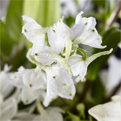 Classic Ivory – A Florist Original –  Alex Floral, Stockton CA